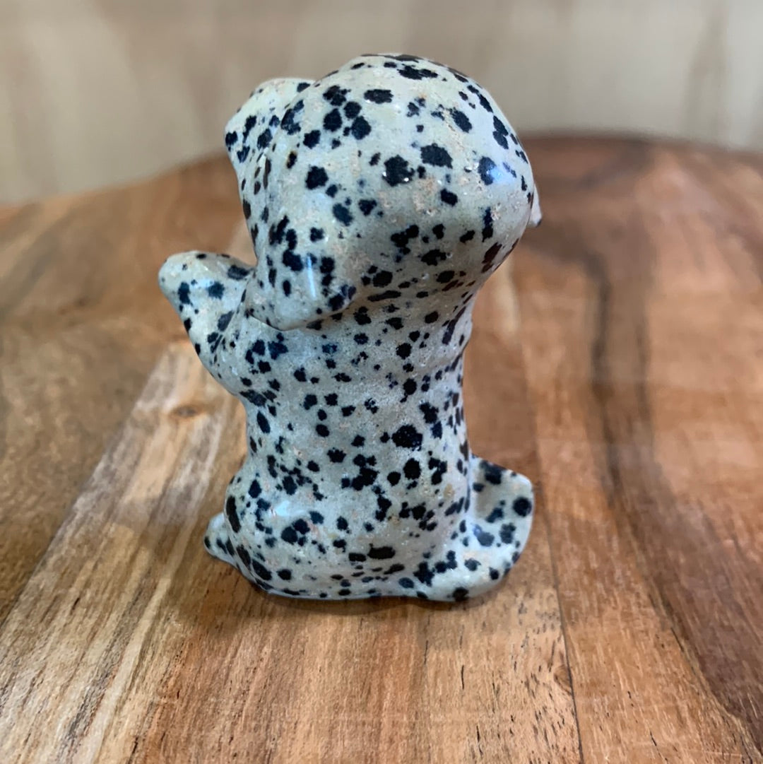 DALMATIAN JASPER PUPPY DOG (BEGGING)