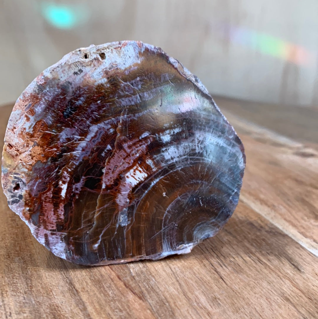 PETRIFIED WOOD RAW ROUND