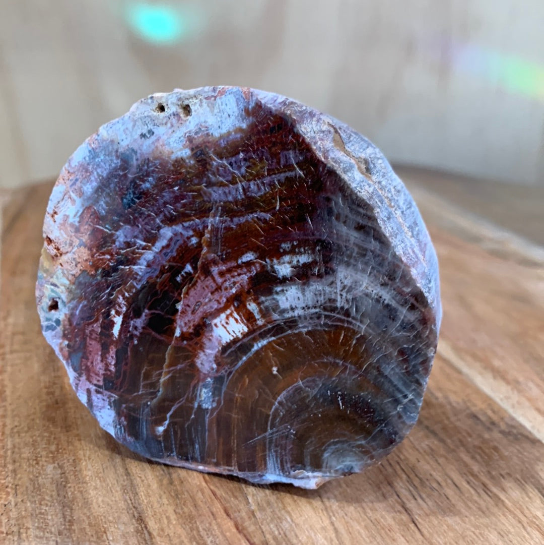 PETRIFIED WOOD RAW ROUND