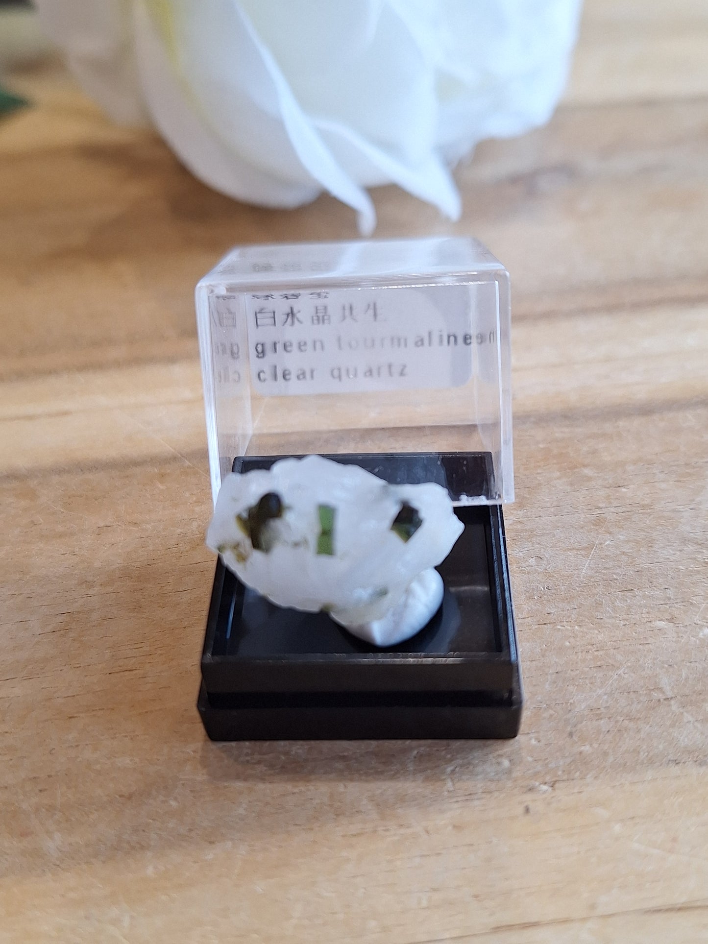 DISPLAY BOX SPECIMENS (SMALL)