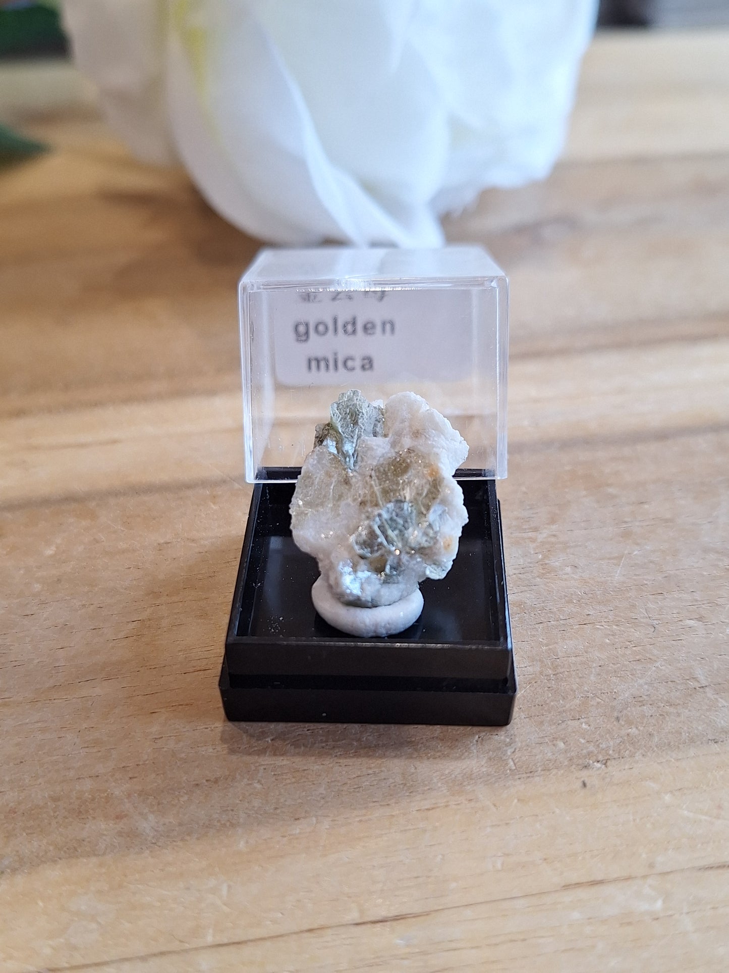 DISPLAY BOX SPECIMENS (SMALL)