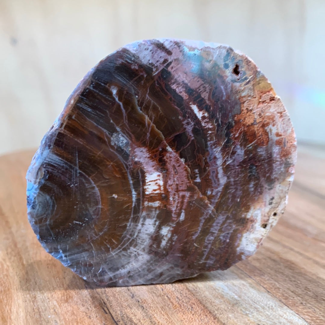 PETRIFIED WOOD RAW ROUND