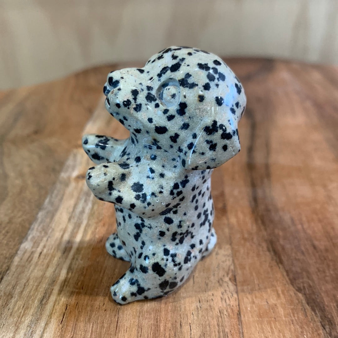 DALMATIAN JASPER PUPPY DOG (BEGGING)