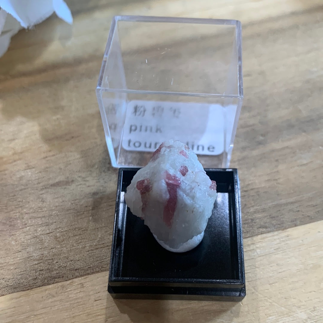 DISPLAY BOX SPECIMENS (SMALL)