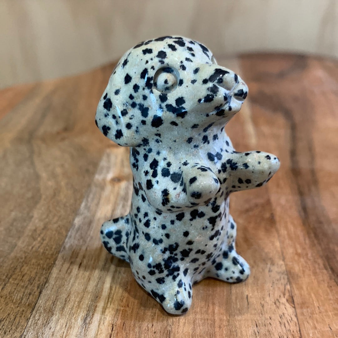 DALMATIAN JASPER PUPPY DOG (BEGGING)