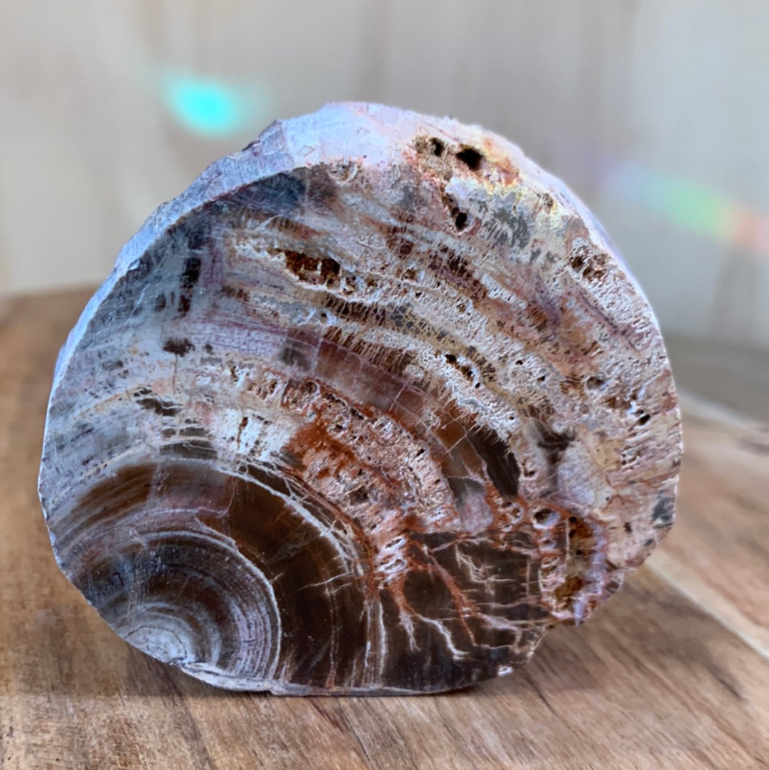 PETRIFIED WOOD RAW ROUND