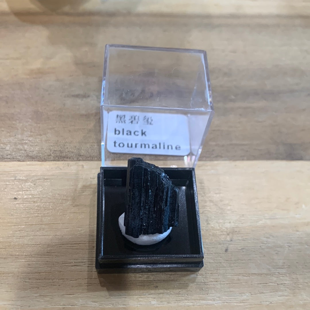 DISPLAY BOX SPECIMENS (SMALL)