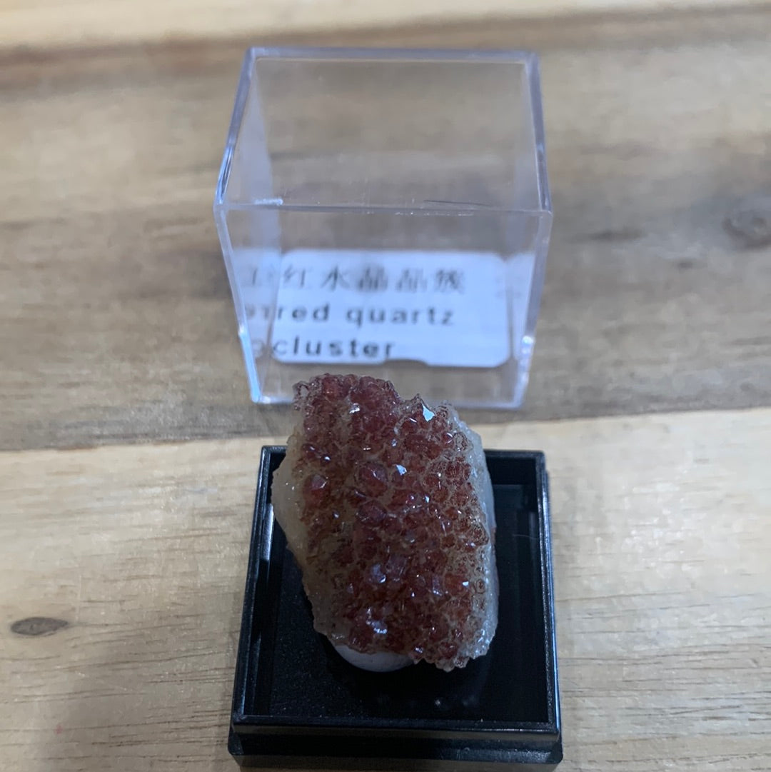 DISPLAY BOX SPECIMENS (SMALL)