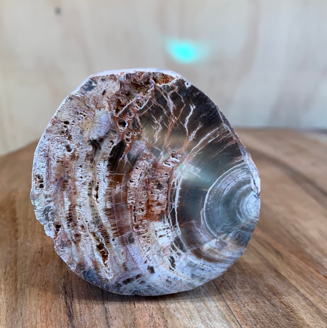 PETRIFIED WOOD RAW ROUND