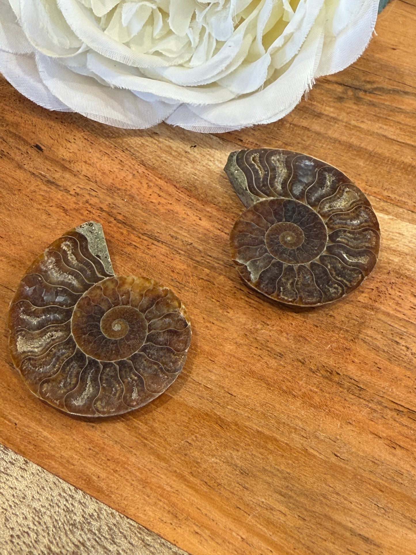 AMMONITE FOSSILL SHELL
