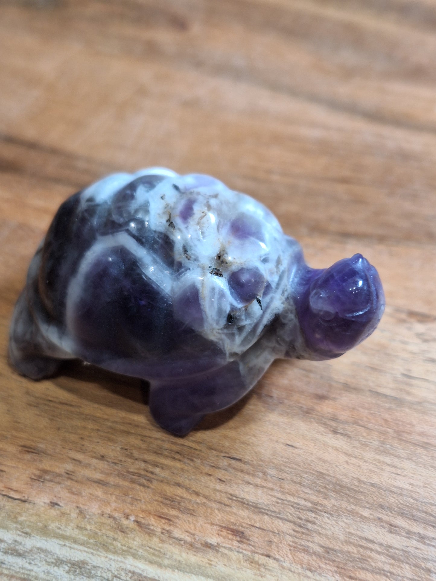 TURTLES (MEDIUM)