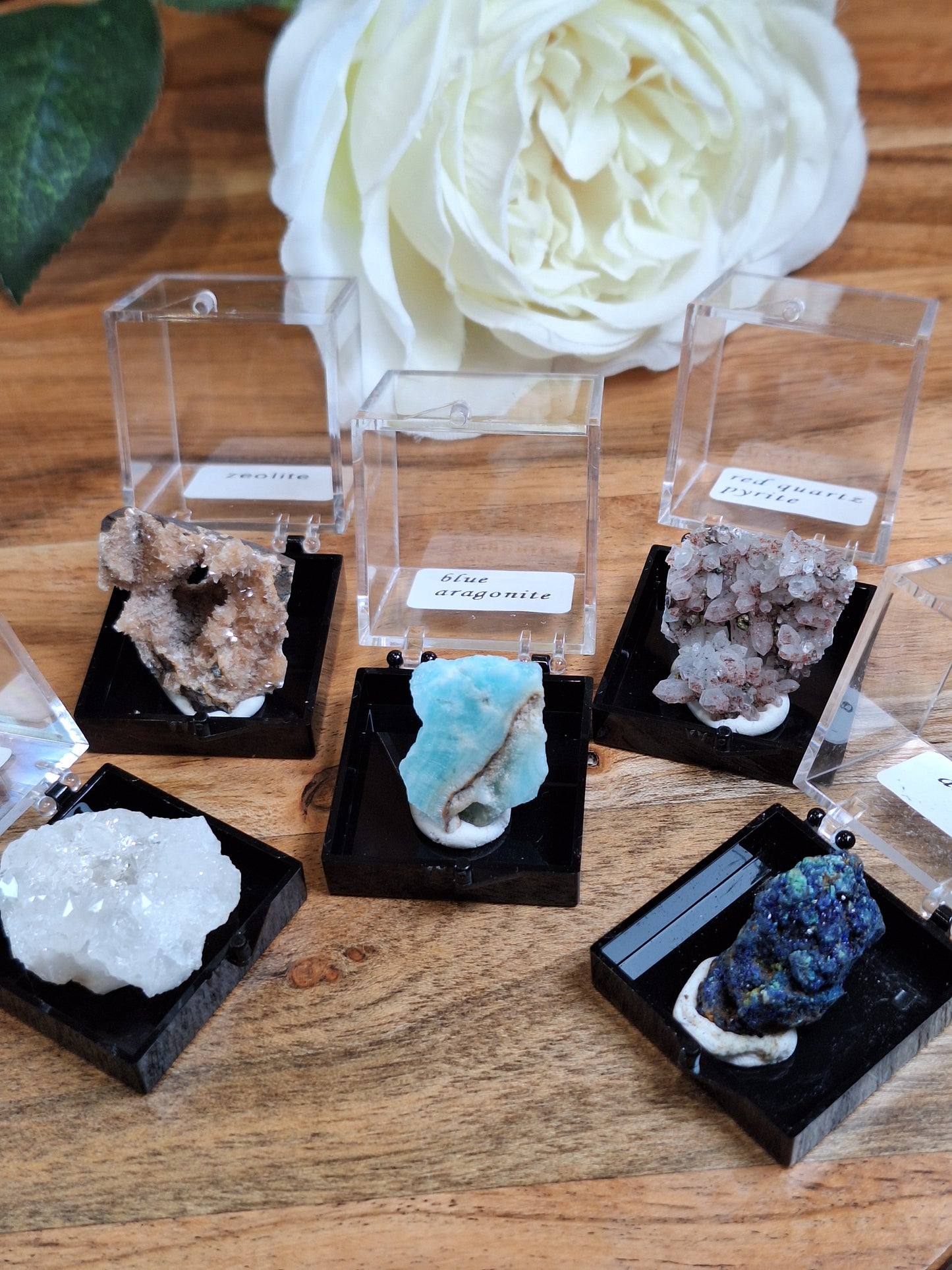 DISPLAY BOX SPECIMENS (SMALL)