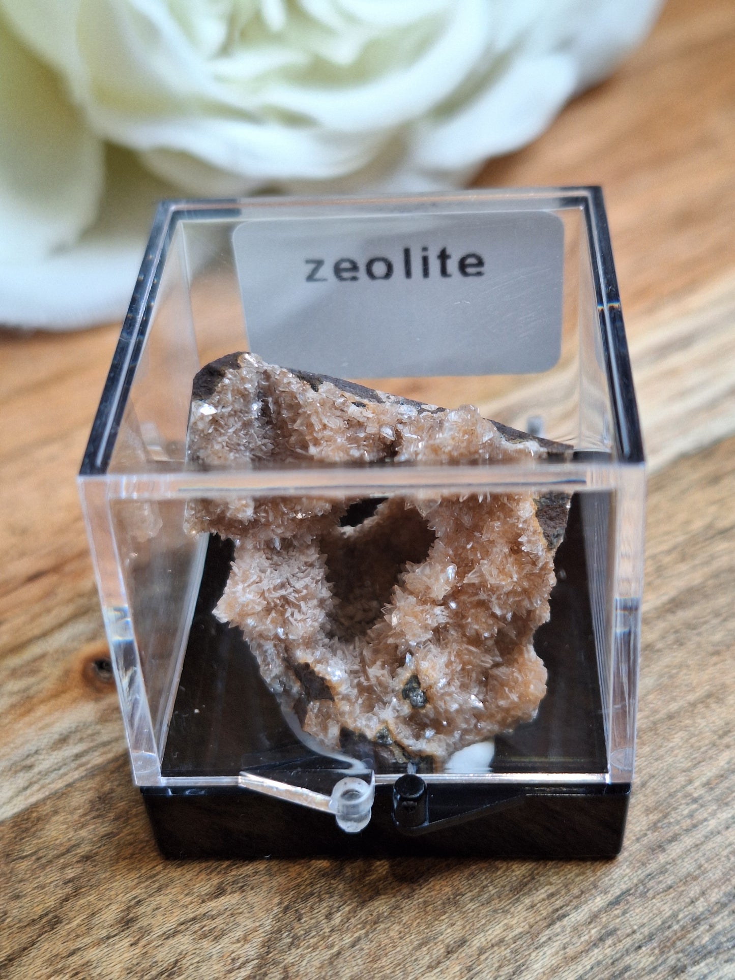 DISPLAY BOX SPECIMENS (SMALL)