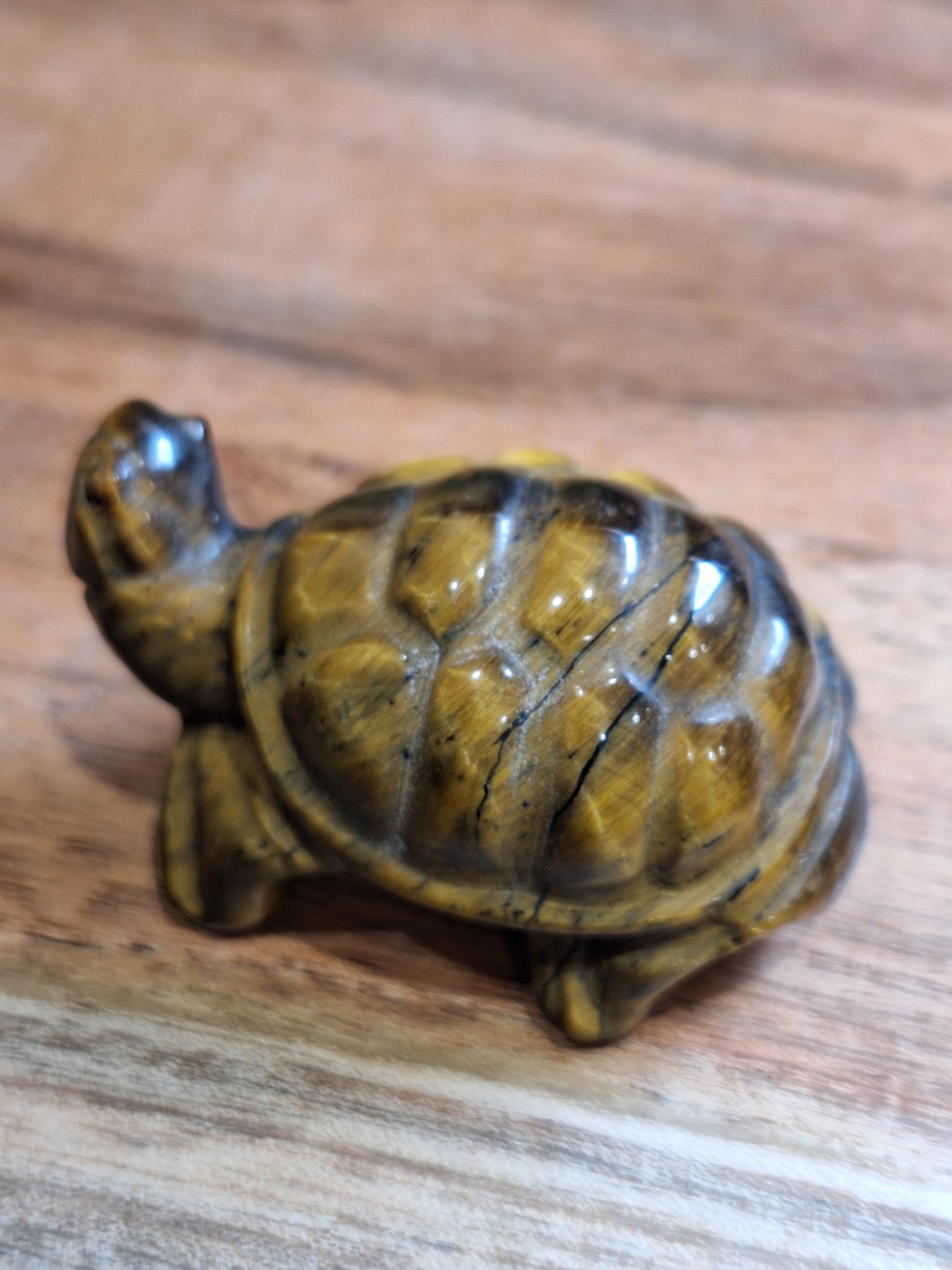 TURTLES (MEDIUM)
