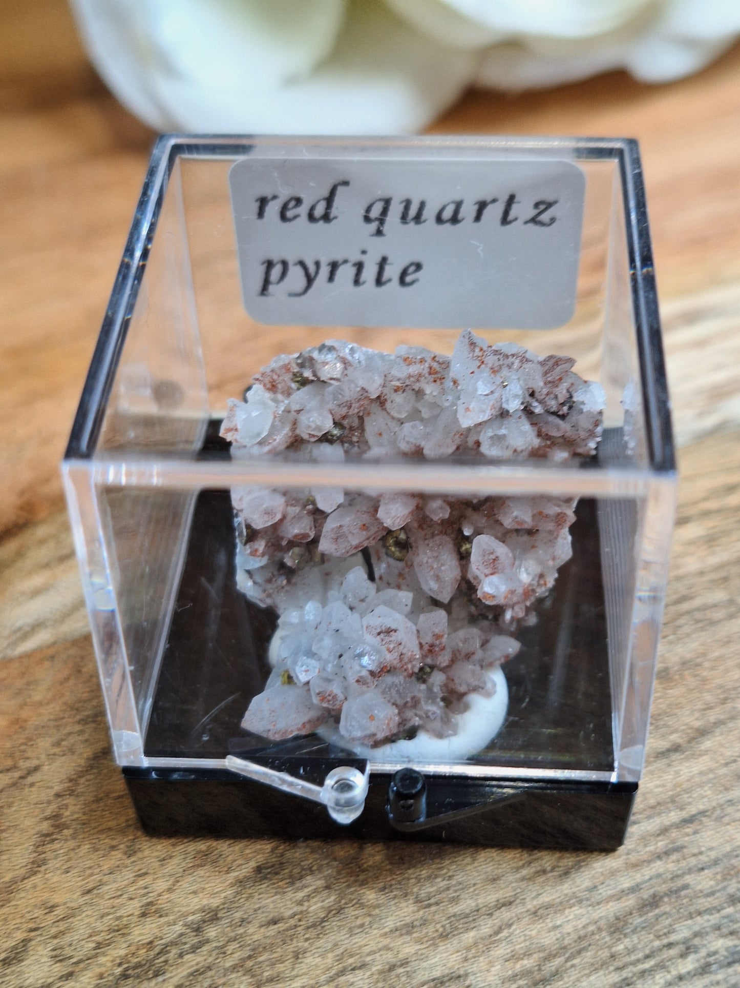 DISPLAY BOX SPECIMENS (SMALL)