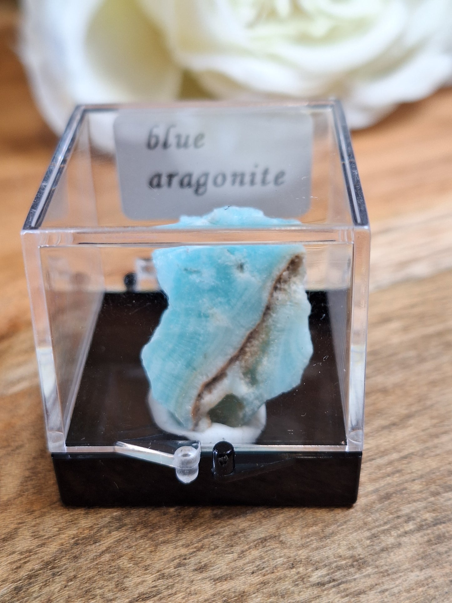 DISPLAY BOX SPECIMENS (SMALL)
