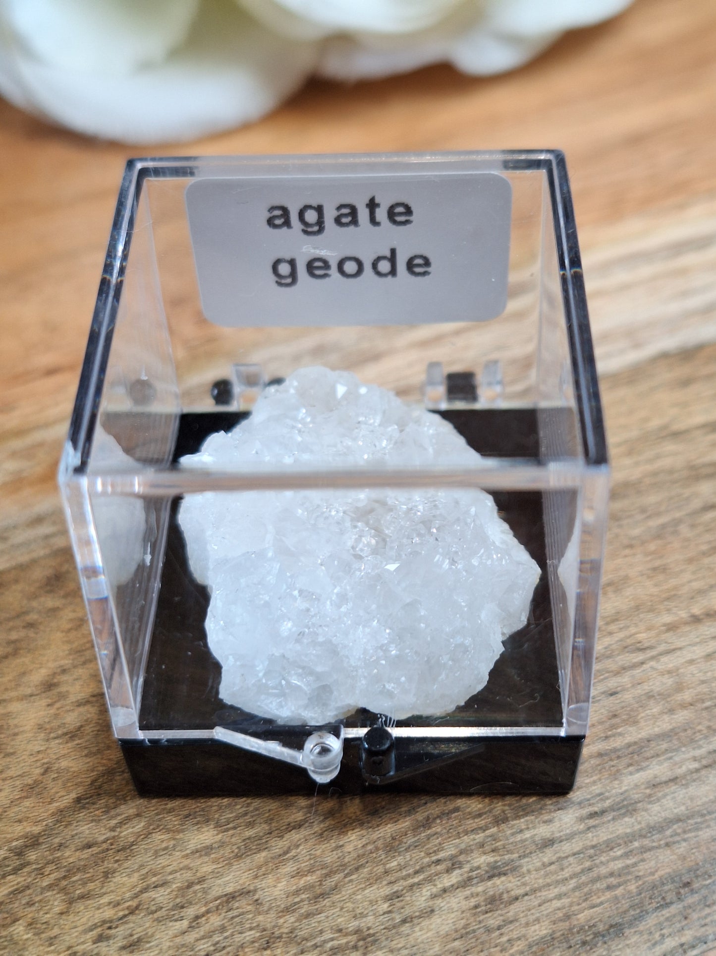 DISPLAY BOX SPECIMENS (SMALL)
