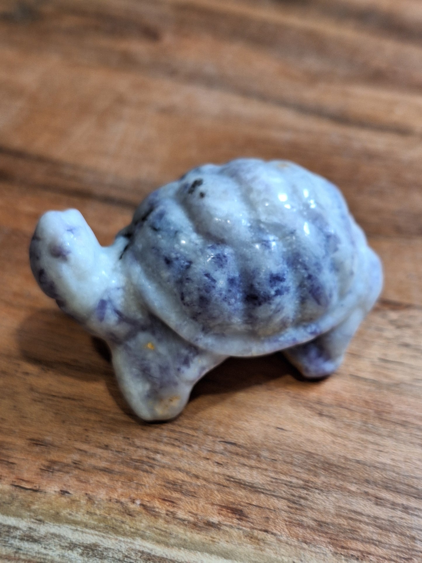 TURTLES (MEDIUM)