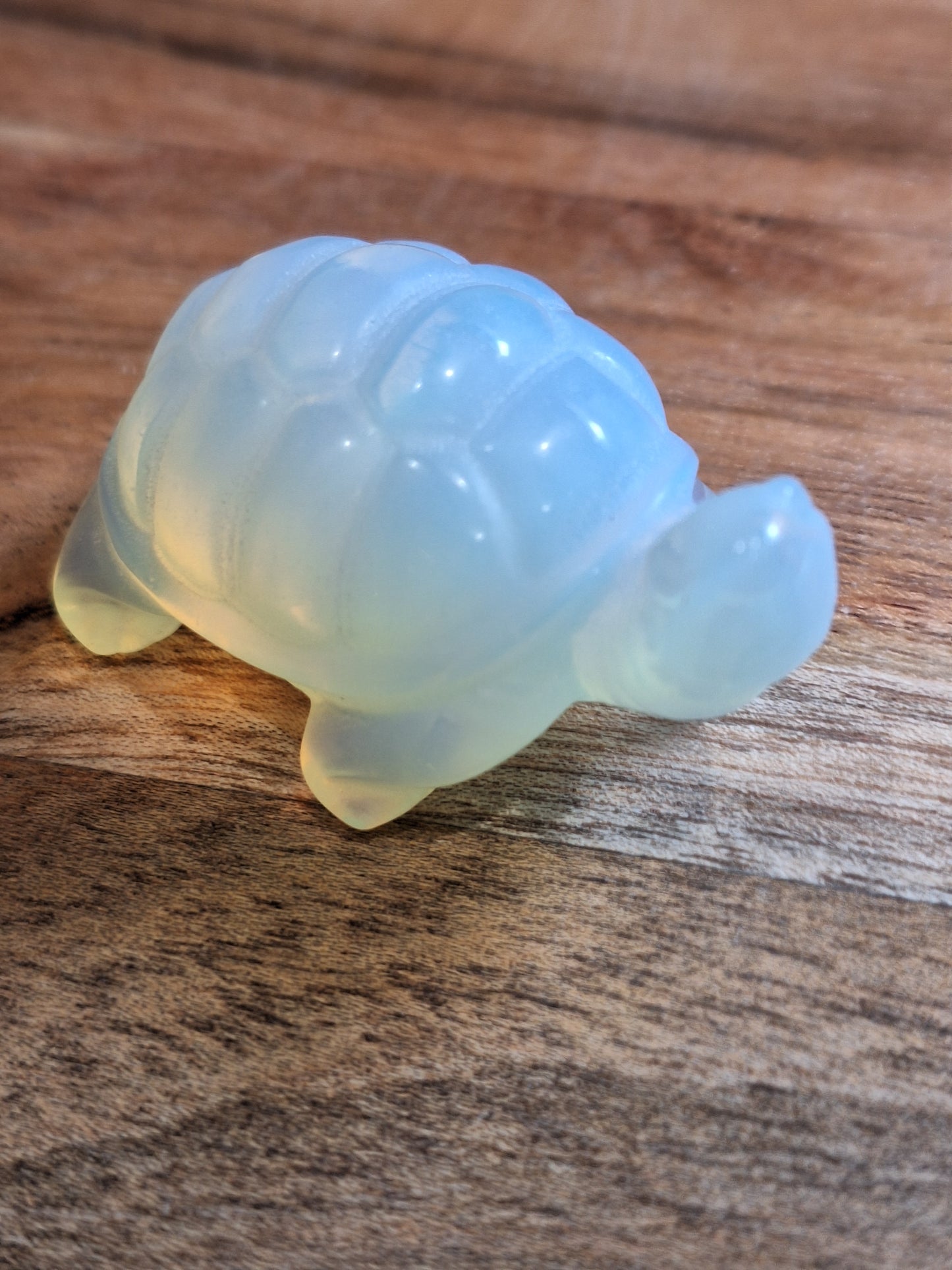 TURTLES (MEDIUM)