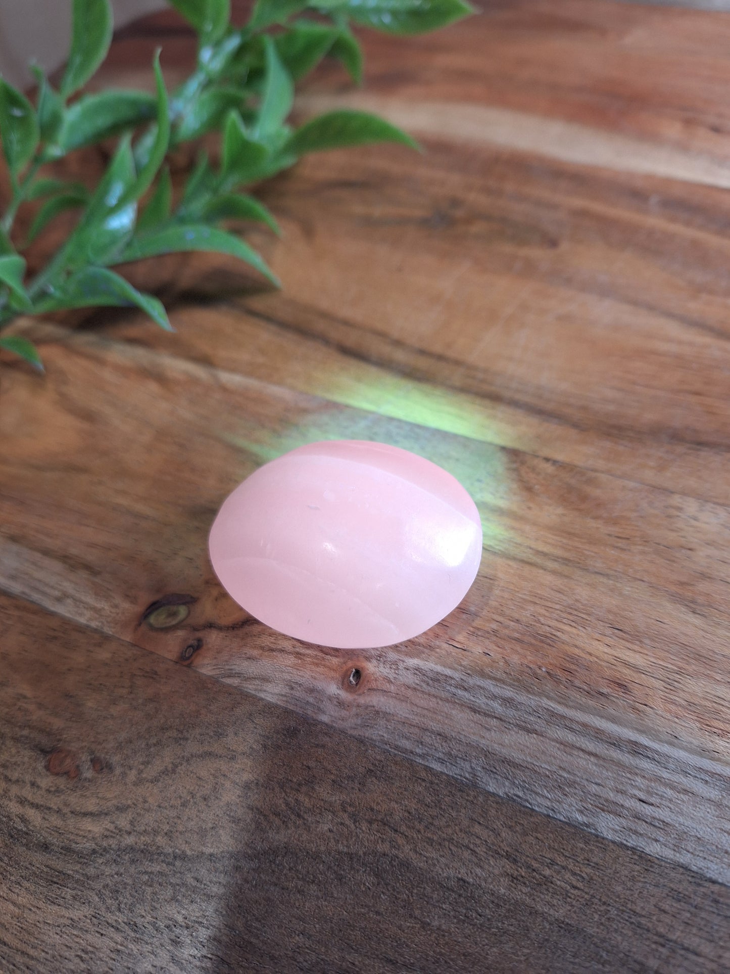 PALM STONES (MEDIUM & LARGE)