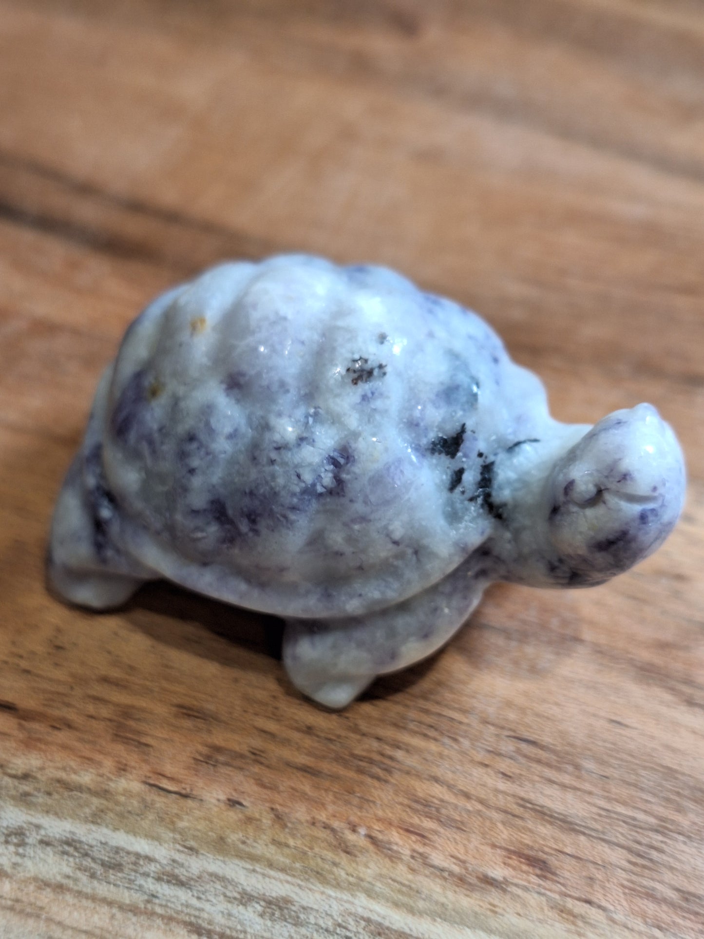 TURTLES (MEDIUM)