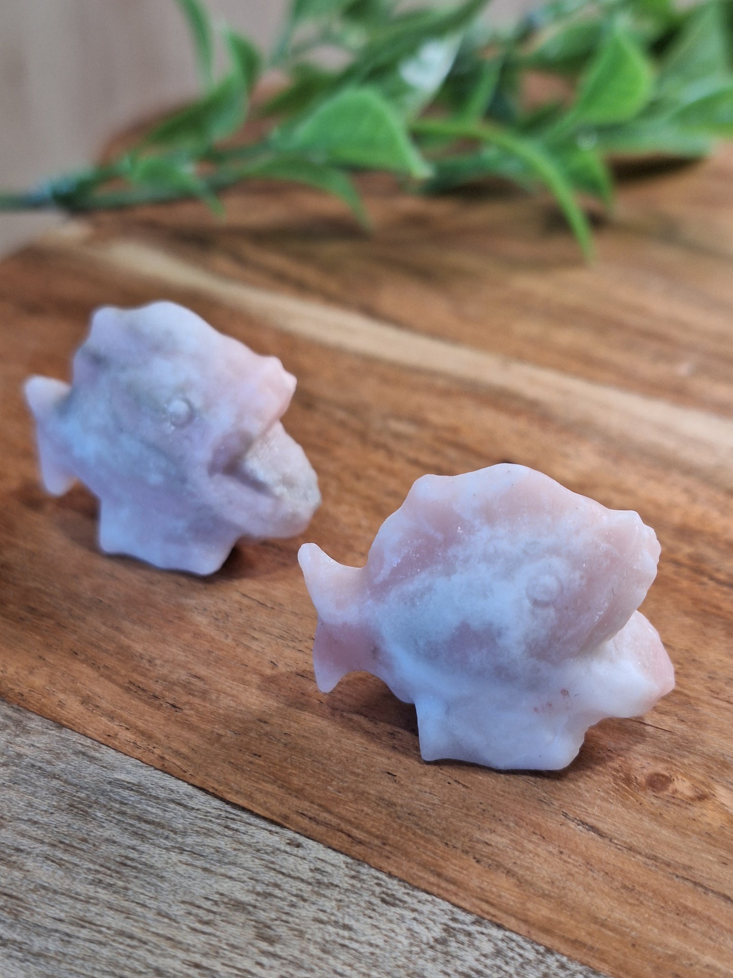 CRYSTAL PIRANHAS