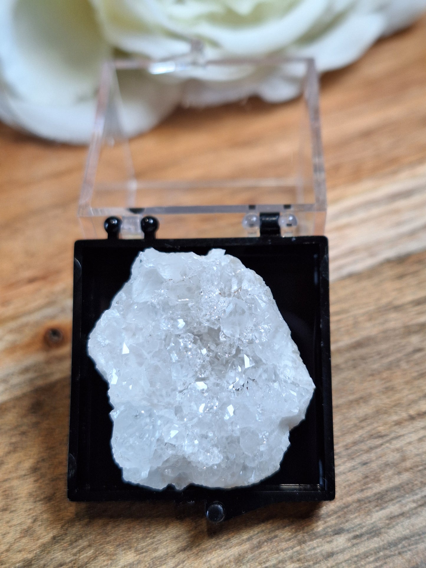 DISPLAY BOX SPECIMENS (SMALL)