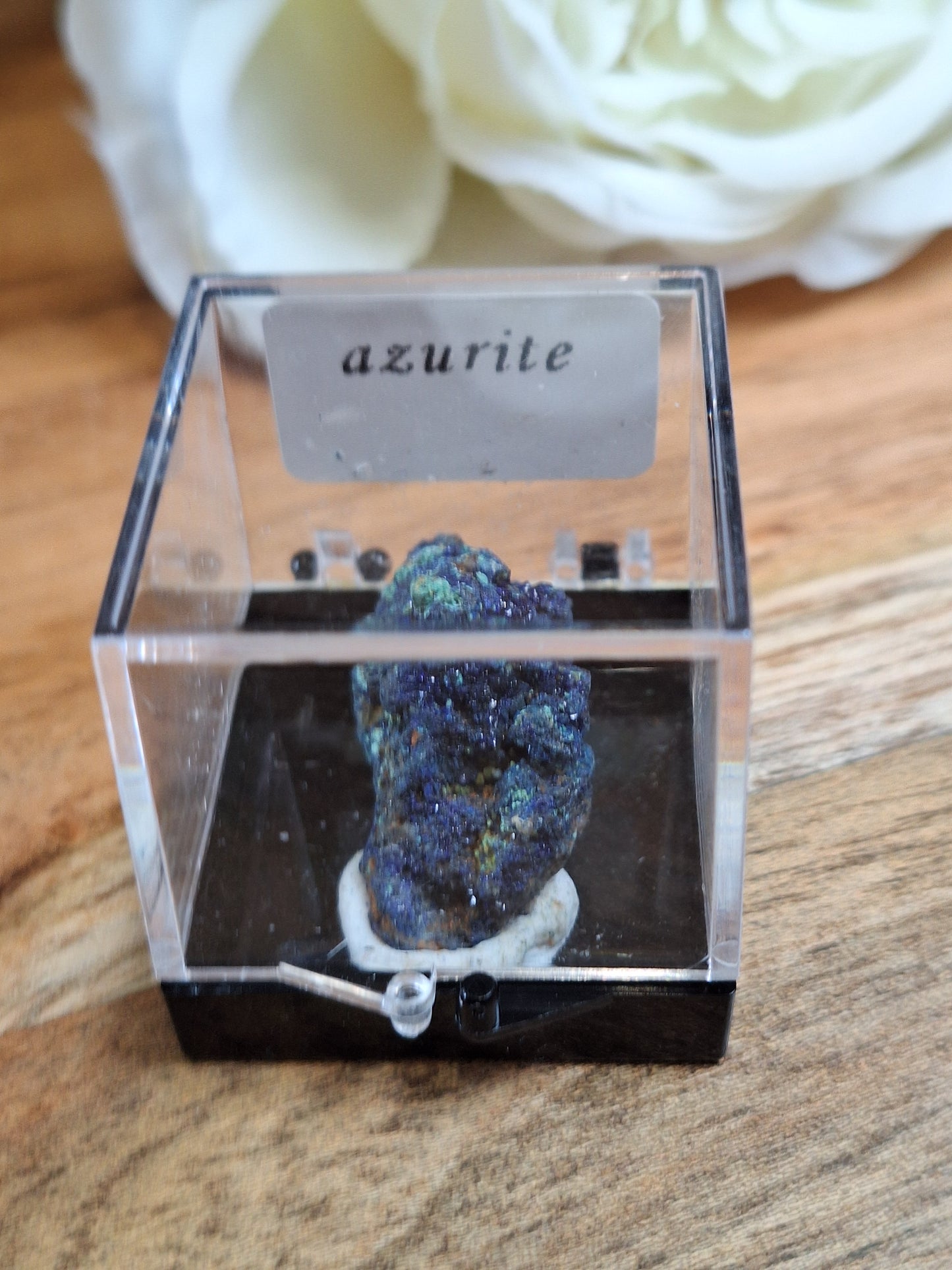 DISPLAY BOX SPECIMENS (SMALL)