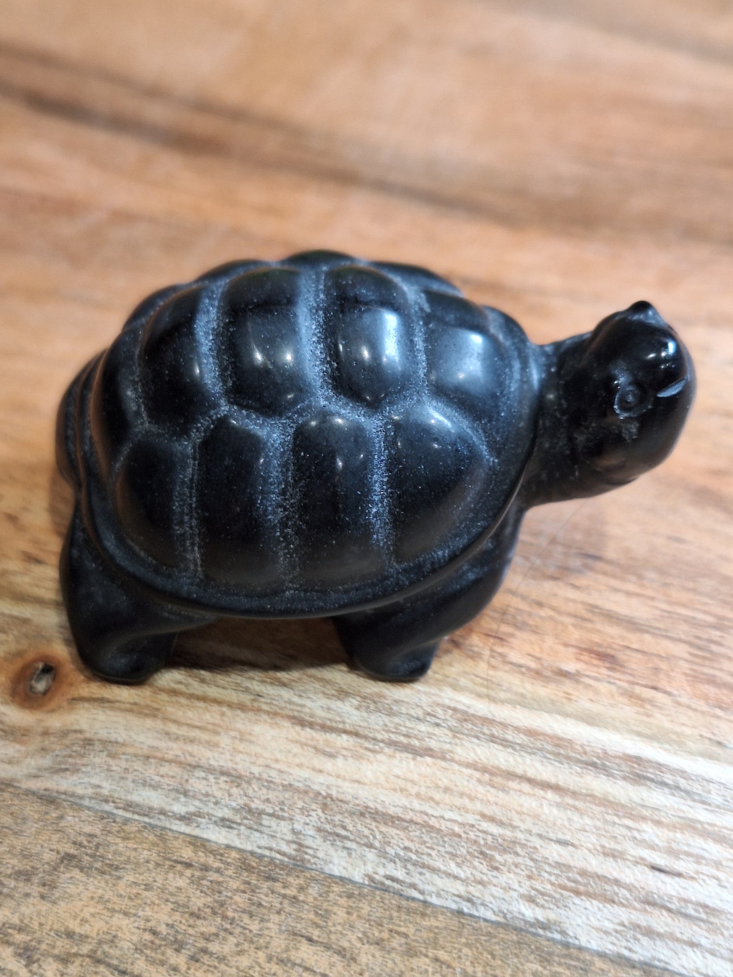 TURTLES (MEDIUM)