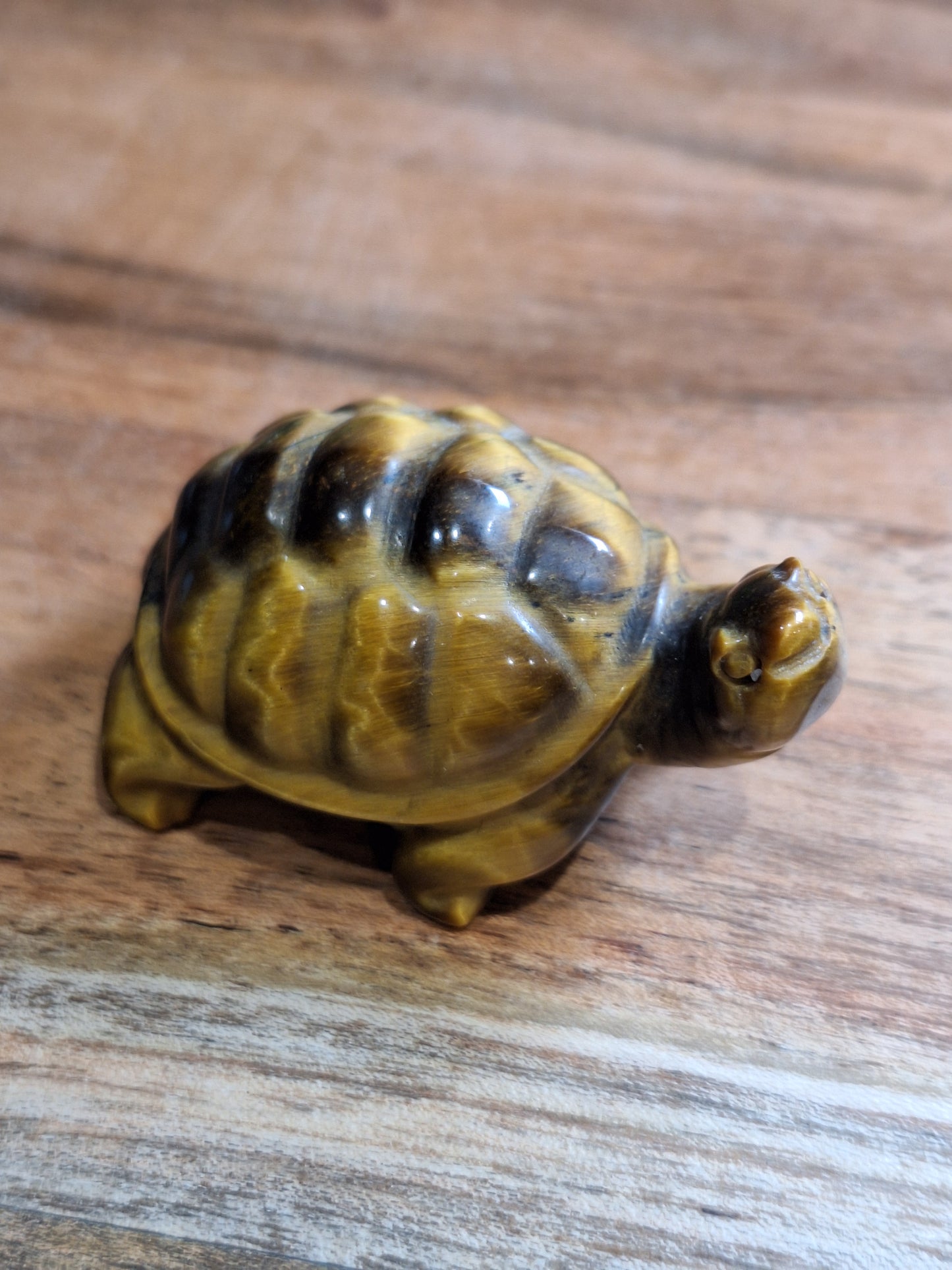 TURTLES (MEDIUM)