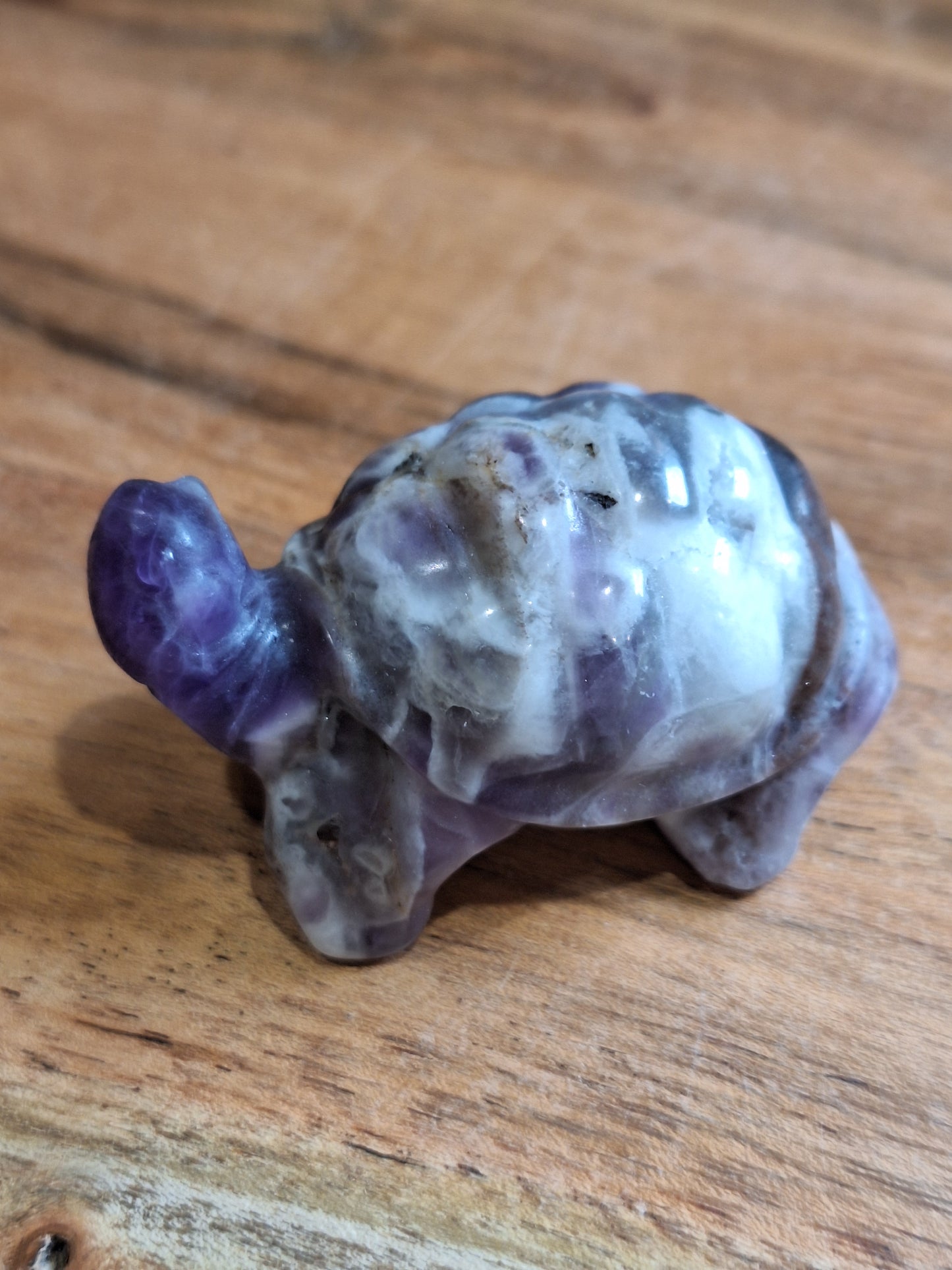 TURTLES (MEDIUM)