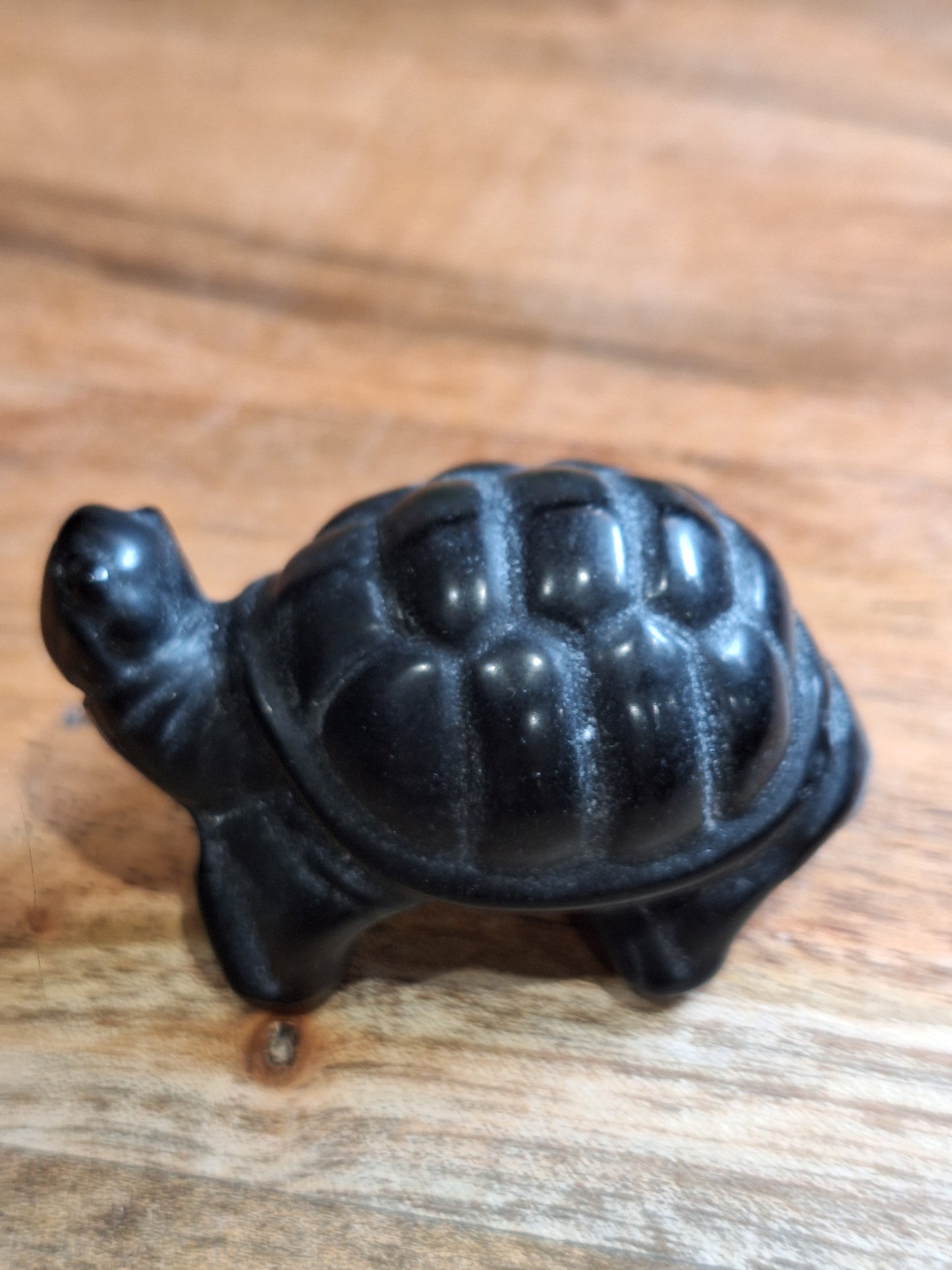 TURTLES (MEDIUM)