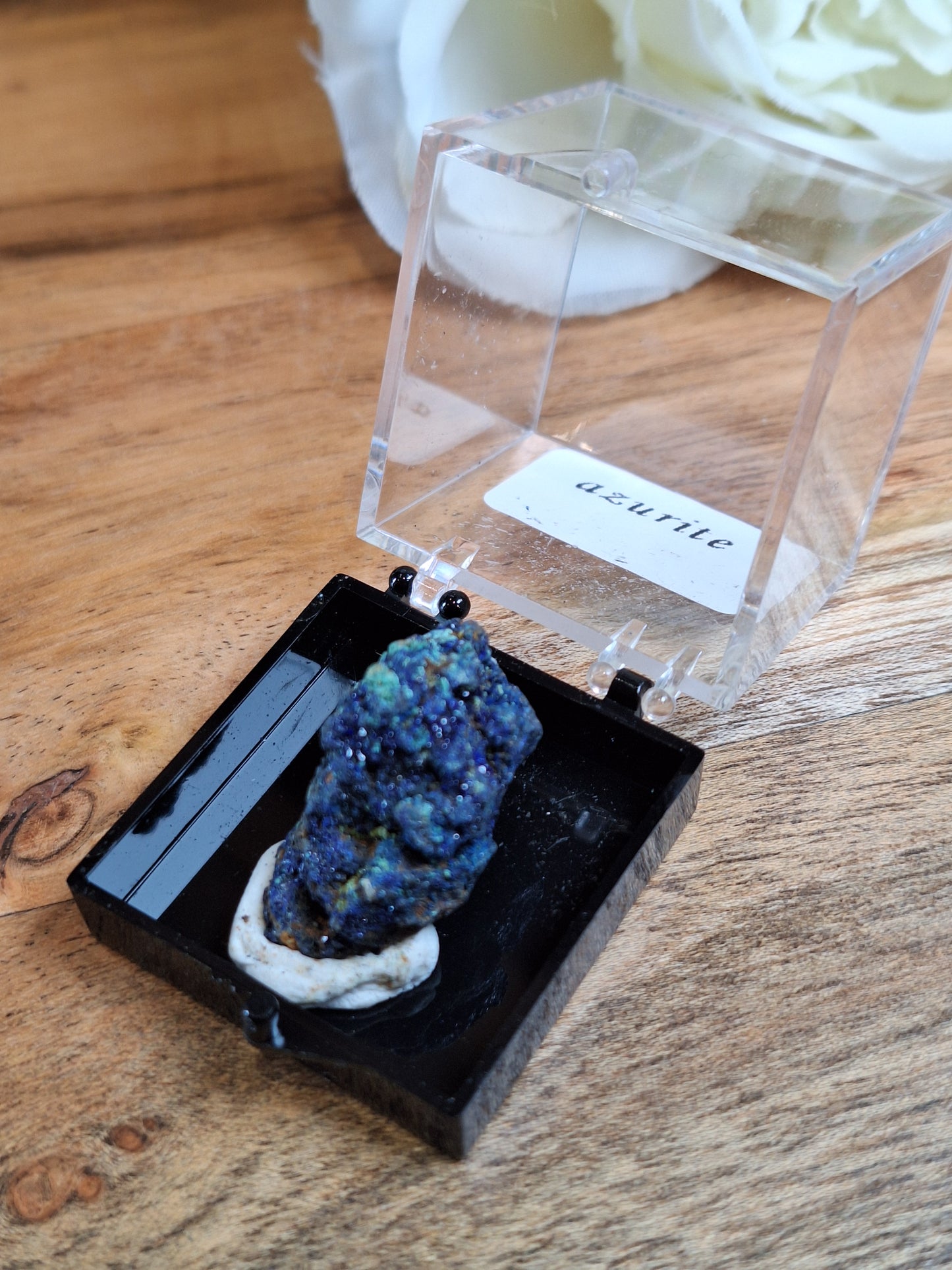 DISPLAY BOX SPECIMENS (SMALL)