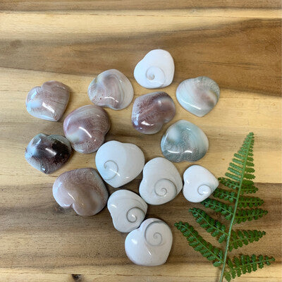 SHIVA SHELLS