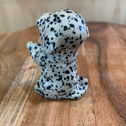 DALMATIAN JASPER PUPPY DOG (BEGGING)