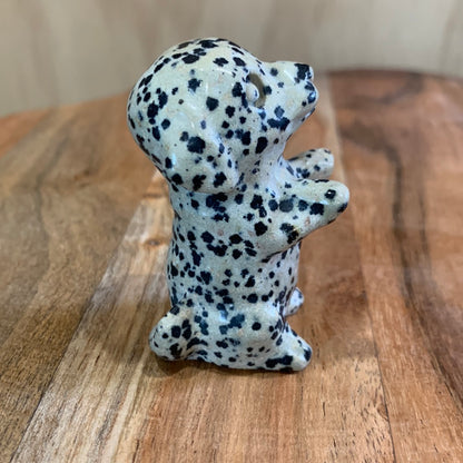 DALMATIAN JASPER PUPPY DOG (BEGGING)
