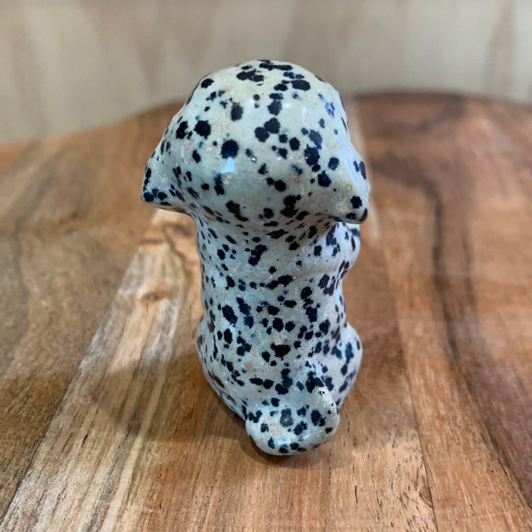 DALMATIAN JASPER PUPPY DOG (BEGGING)