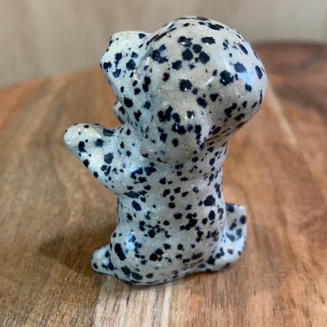 DALMATIAN JASPER PUPPY DOG (BEGGING)
