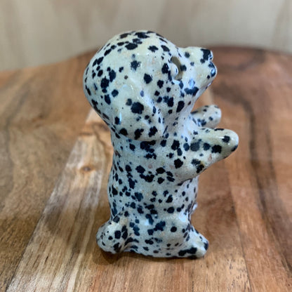 DALMATIAN JASPER PUPPY DOG (BEGGING)