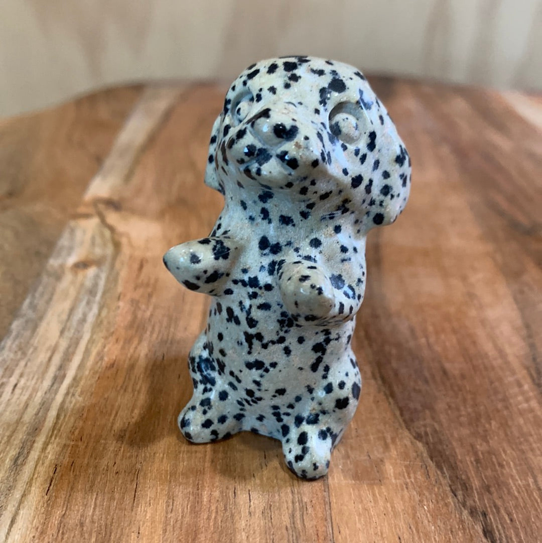 DALMATIAN JASPER PUPPY DOG (BEGGING)