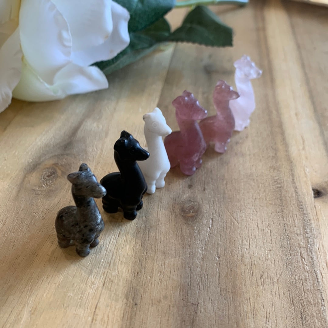 MINI ALPACAS