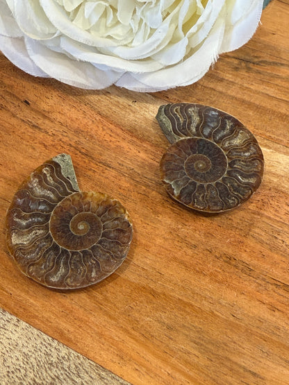 AMMONITE FOSSILL SHELL