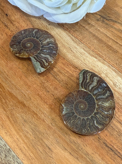 AMMONITE FOSSILL SHELL