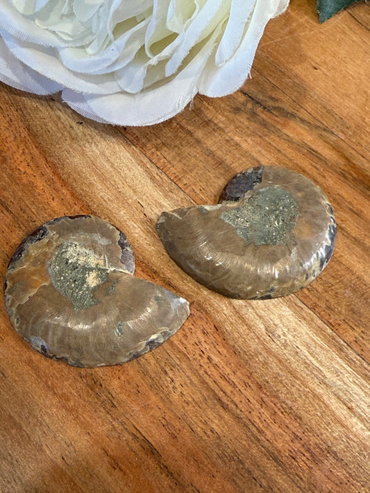 AMMONITE FOSSILL SHELL