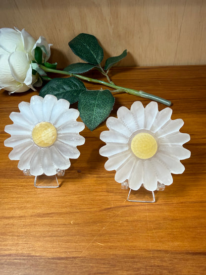 SELENITE DAISIES