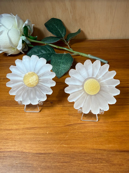 SELENITE DAISIES