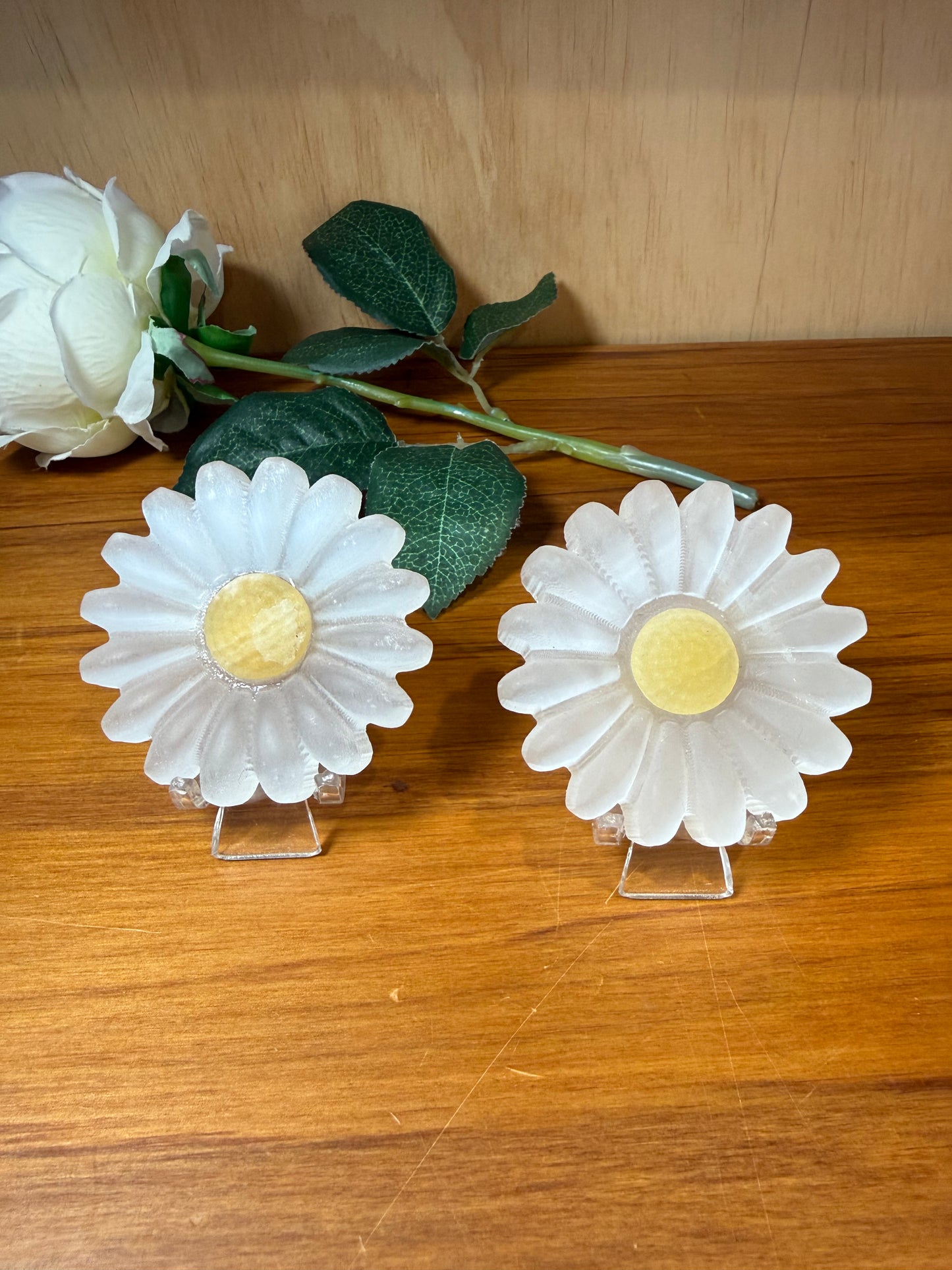 SELENITE DAISIES