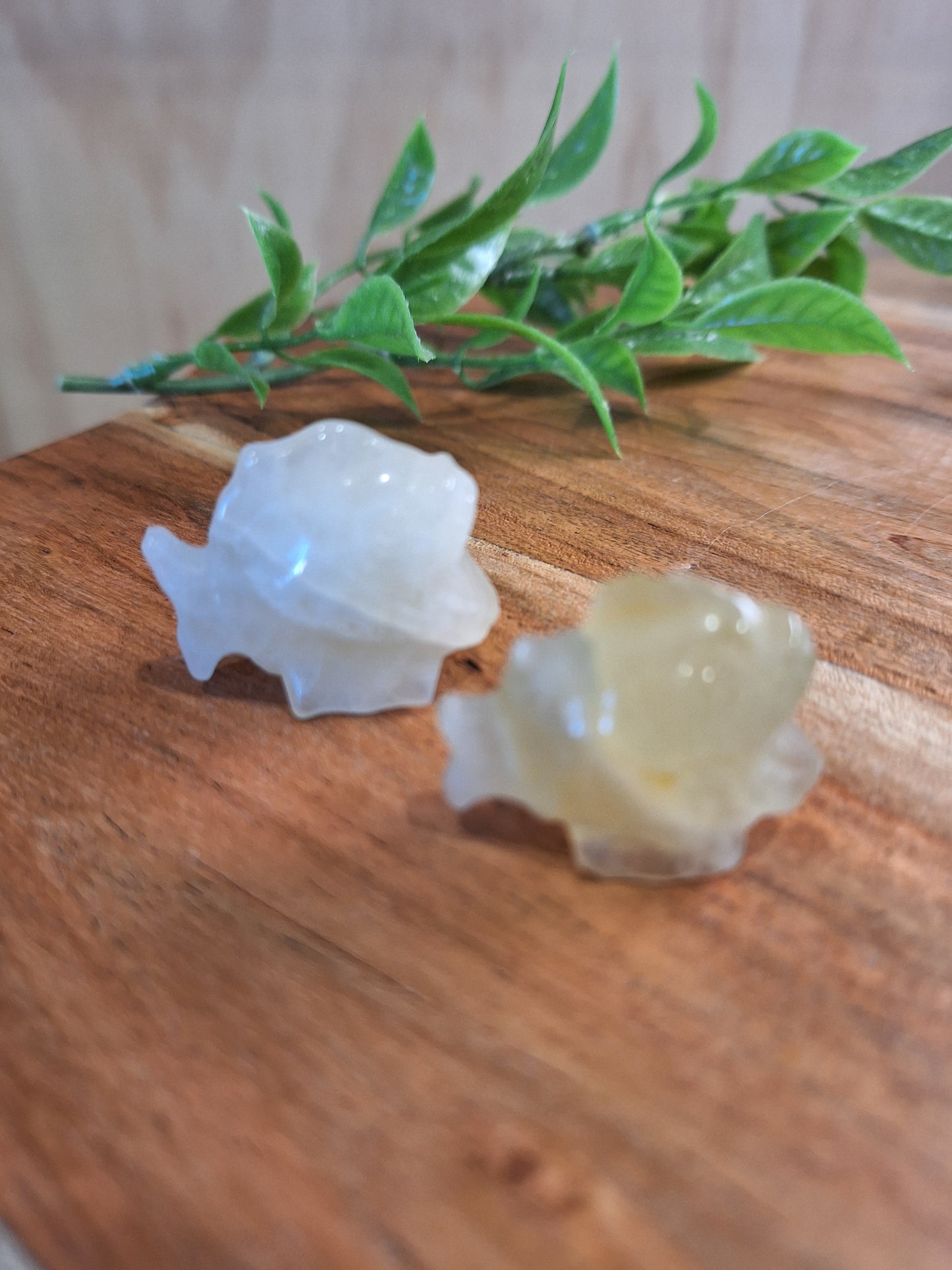 CRYSTAL PIRANHAS