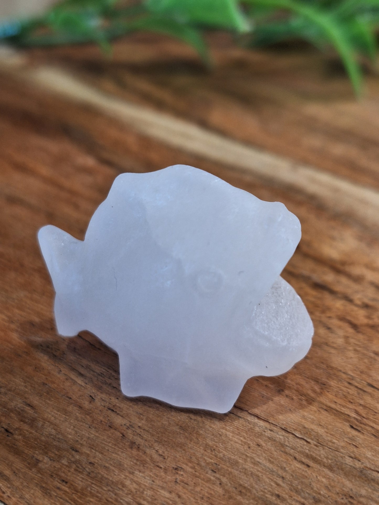 CRYSTAL PIRANHAS