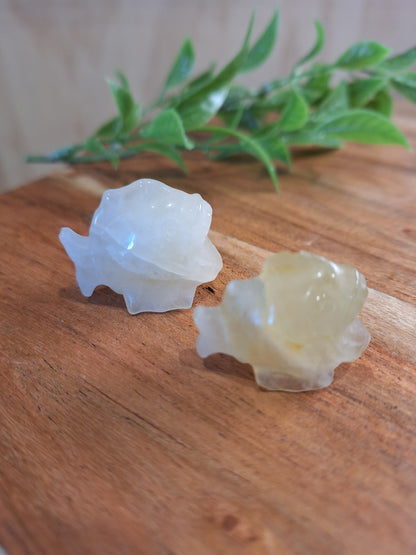 CRYSTAL PIRANHAS